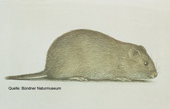 Feldmaus - Microtus arvalis | © Bündner Naturmuseum